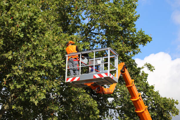 Tree and Shrub Care in Granville, OH